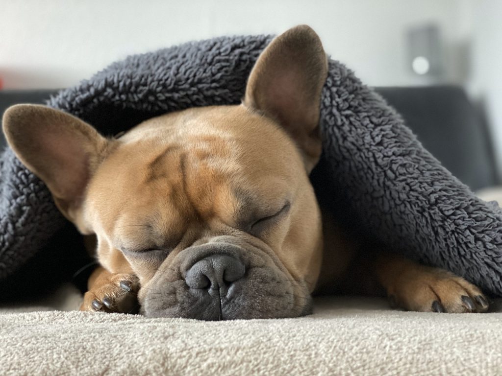 best dog bed for french bulldog